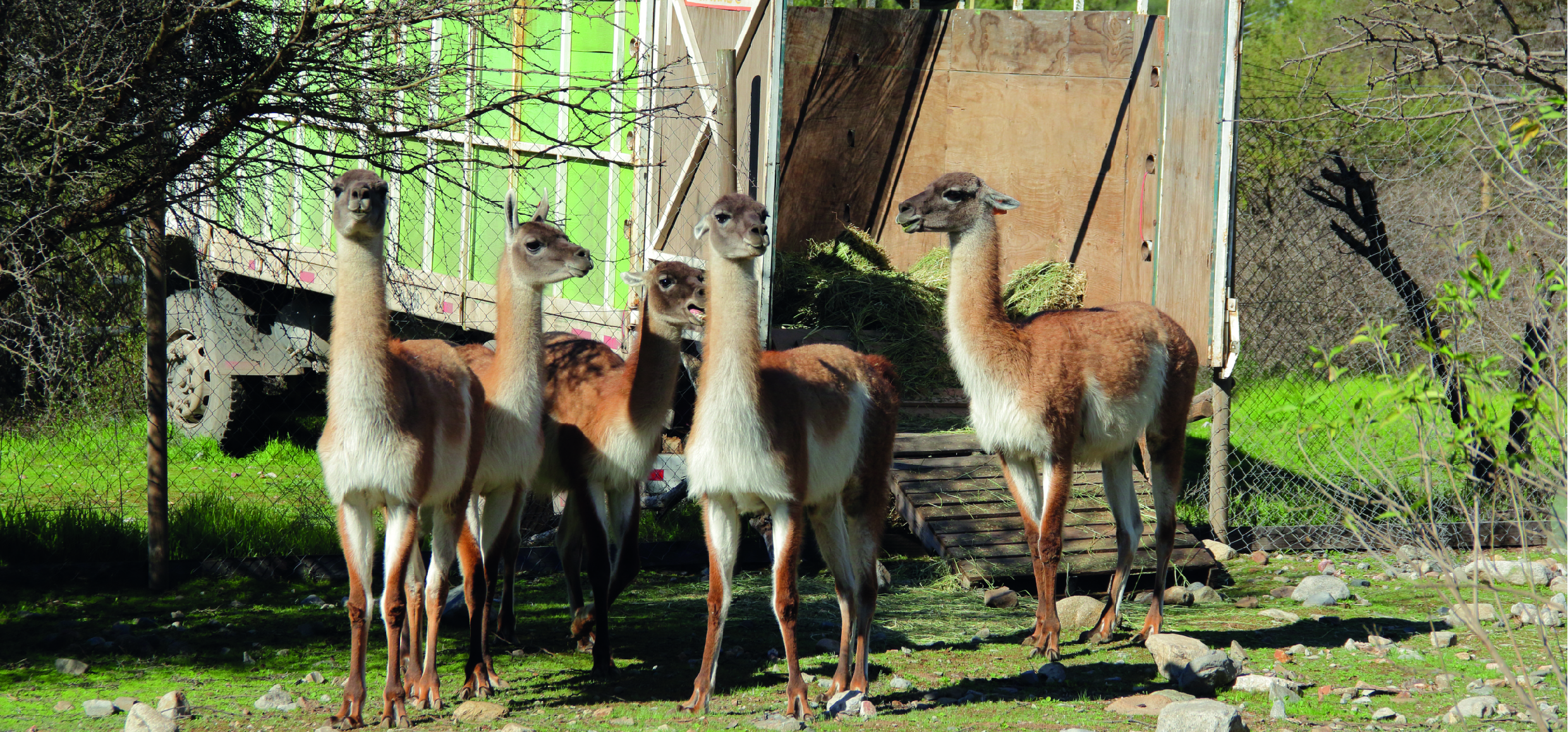¿Qué considerar en una reintroducción de guanacos?
