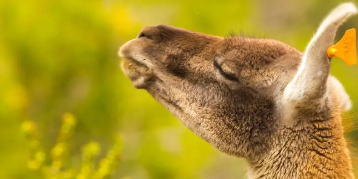 Exitosa reintroducción de guanacos en el Cajón del Maipo: ahora científicos reinsertarán una manada