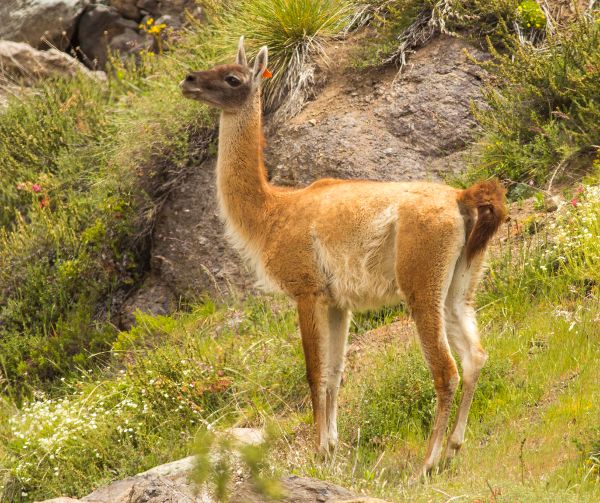 El regreso del guanaco