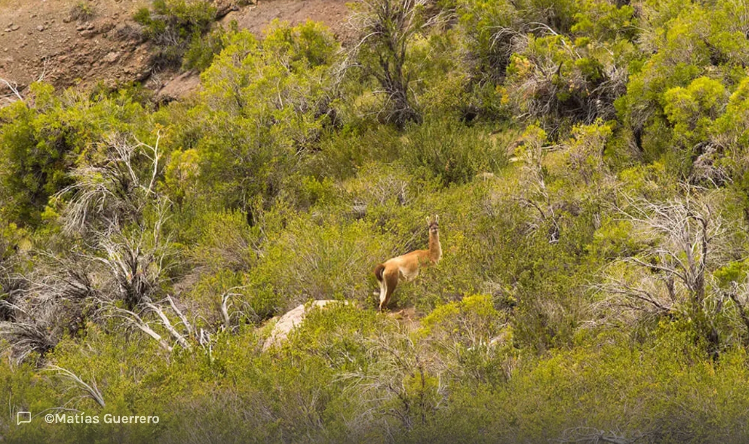 Científicos buscan reintroducir más guanacos en la Región Metropolitana