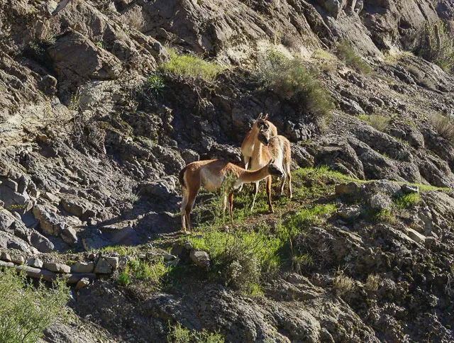 El guanaco y su potencial para recuperar el bosque